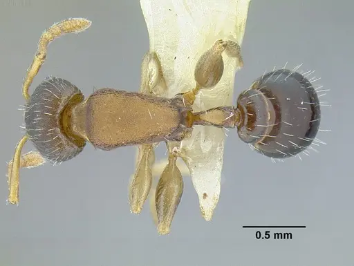 Temnothorax laticrus - MCZENT00594613