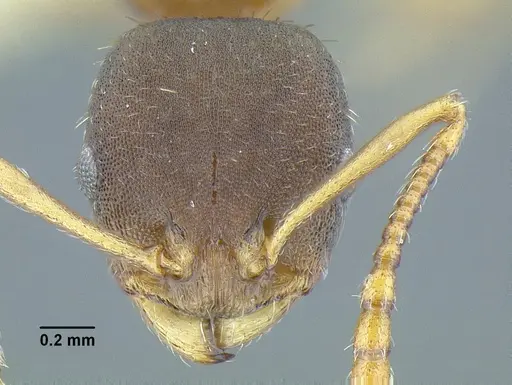 Temnothorax laticrus - MCZENT00594613