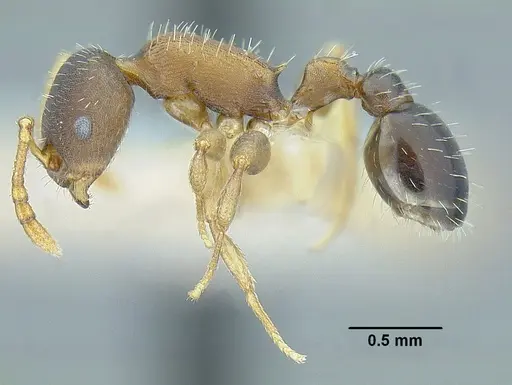 Temnothorax laticrus - MCZENT00594613