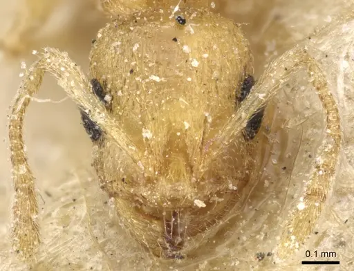 Temnothorax laurae specimen