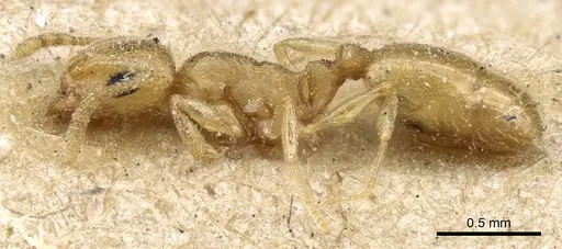 Temnothorax laurae specimen