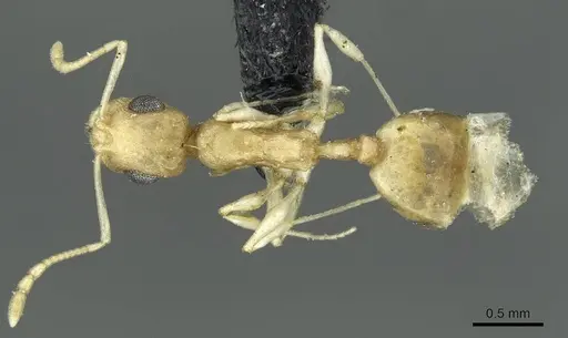 Temnothorax lereddei specimen