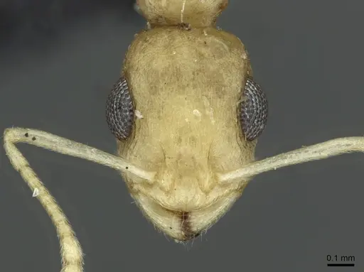 Temnothorax lereddei specimen