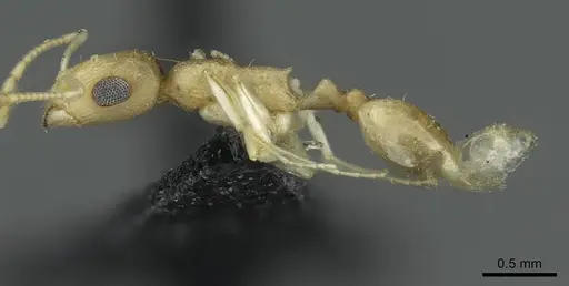 Temnothorax lereddei specimen