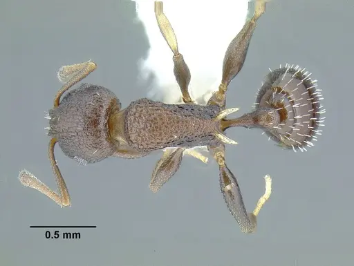 Temnothorax leucacanthoides specimen