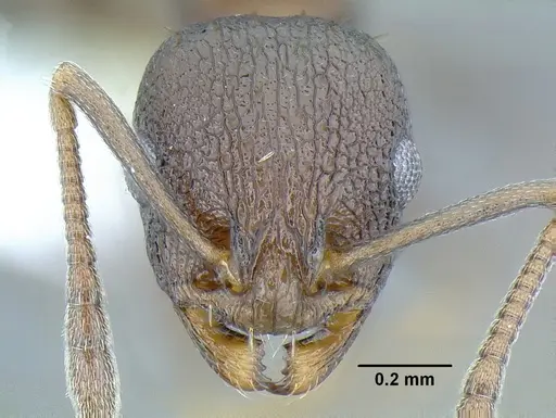 Temnothorax leucacanthoides specimen