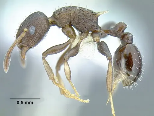 Temnothorax leucacanthoides specimen