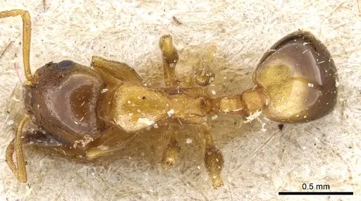 Temnothorax leviceps specimen