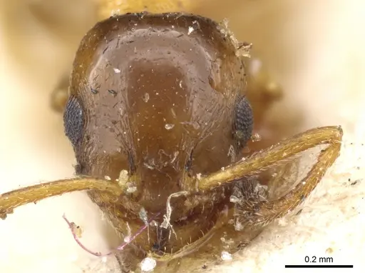 Temnothorax leviceps specimen