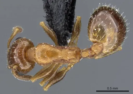 Temnothorax leviceps - CASENT0905854