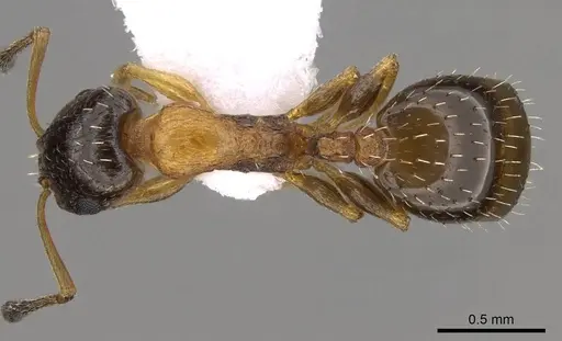 Temnothorax leviceps - CASENT0914419