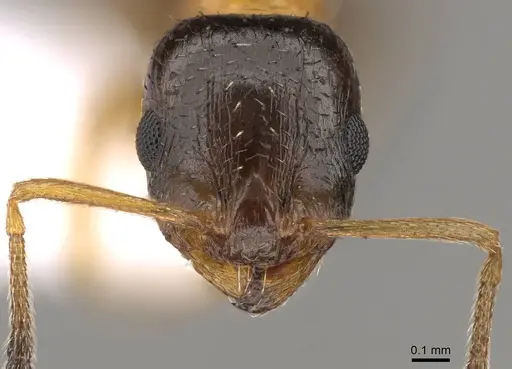 Temnothorax leviceps - CASENT0914419