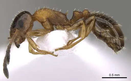 Temnothorax leviceps - CASENT0914419