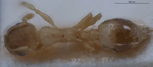 Temnothorax lichtensteini specimen