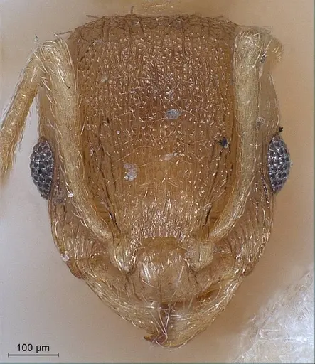 Temnothorax lichtensteini specimen