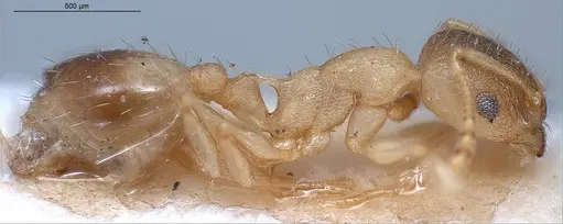 Temnothorax lichtensteini specimen