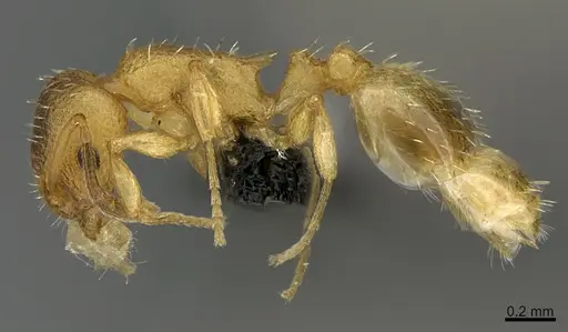 Temnothorax lichtensteini - CASENT0191221