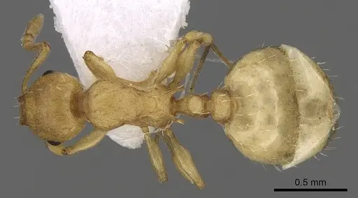 Temnothorax lichtensteini - CASENT0906004