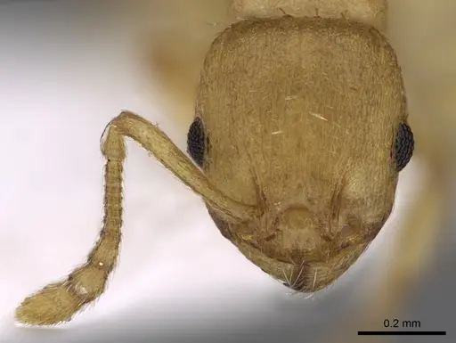 Temnothorax lichtensteini - CASENT0906004