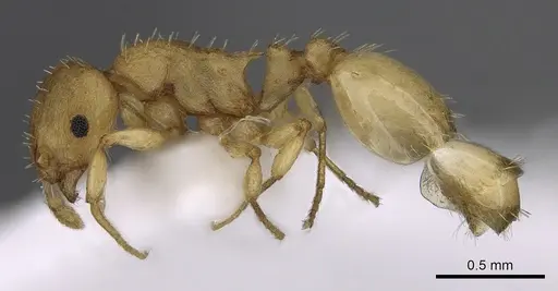 Temnothorax lichtensteini - CASENT0906004