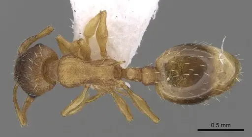 Temnothorax lichtensteini - CASENT0906005