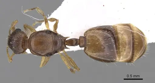 Temnothorax lichtensteini - CASENT0906006