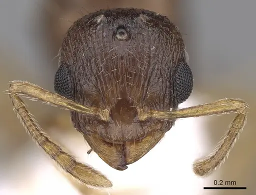 Temnothorax lichtensteini - CASENT0906006