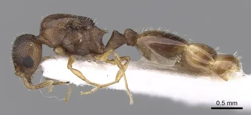 Temnothorax lichtensteini - CASENT0906006