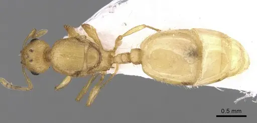 Temnothorax lichtensteini - CASENT0906007