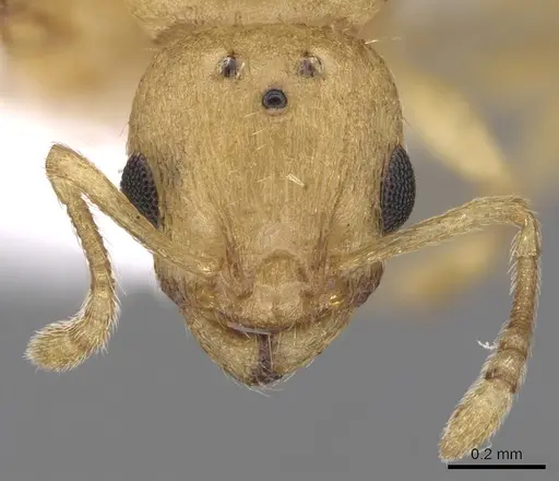 Temnothorax lichtensteini - CASENT0906007