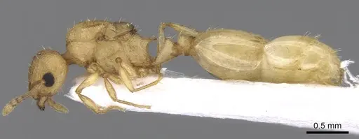 Temnothorax lichtensteini - CASENT0906007