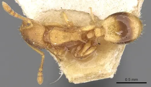 Temnothorax lichtensteini - CASENT0906165