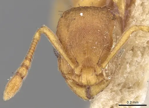 Temnothorax lichtensteini - CASENT0906165