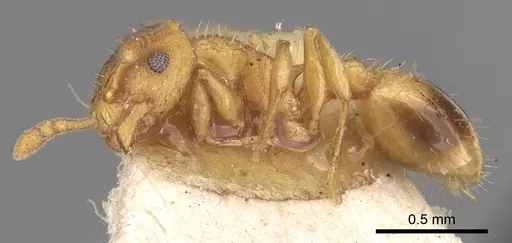 Temnothorax lichtensteini - CASENT0906165