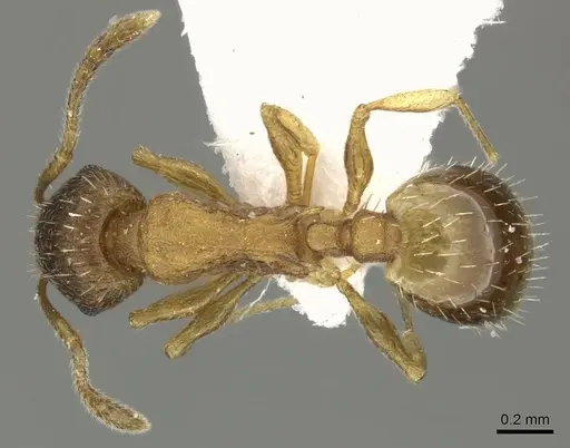 Temnothorax lichtensteini - CASENT0906692