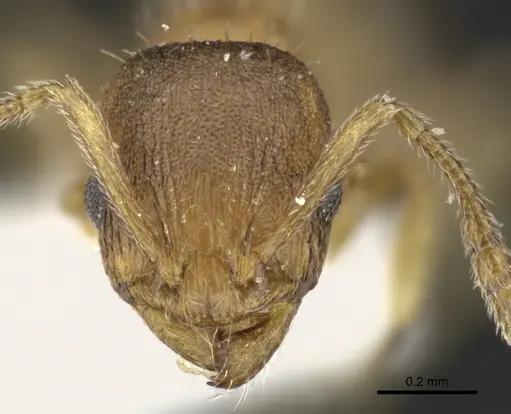 Temnothorax lichtensteini - CASENT0906692