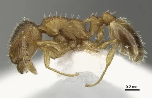 Temnothorax lichtensteini - CASENT0906692