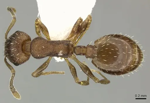 Temnothorax lichtensteini - CASENT0906693