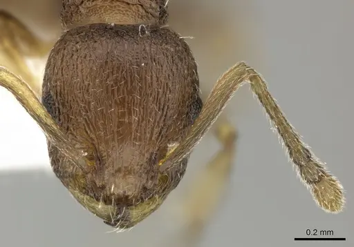 Temnothorax lichtensteini - CASENT0906693