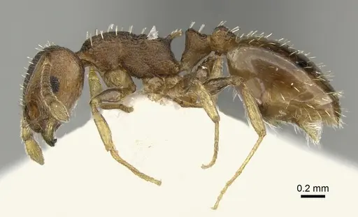 Temnothorax lichtensteini - CASENT0906693