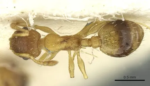 Temnothorax lichtensteini - CASENT0913636