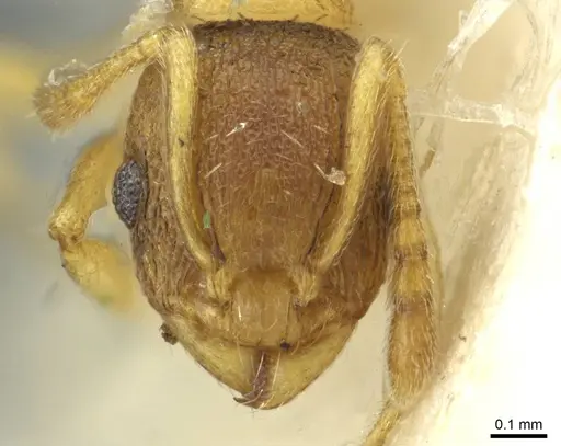 Temnothorax lichtensteini - CASENT0913636