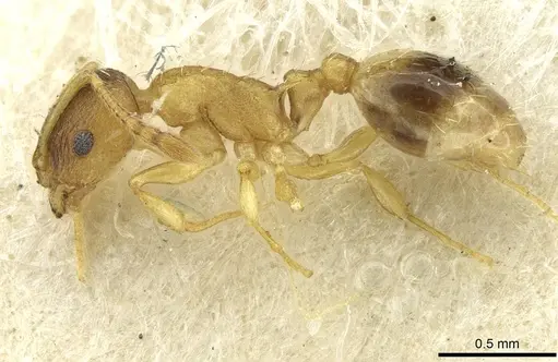 Temnothorax lichtensteini - CASENT0913636
