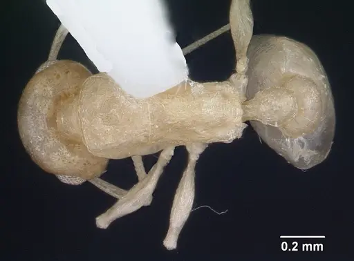Temnothorax liebi specimen