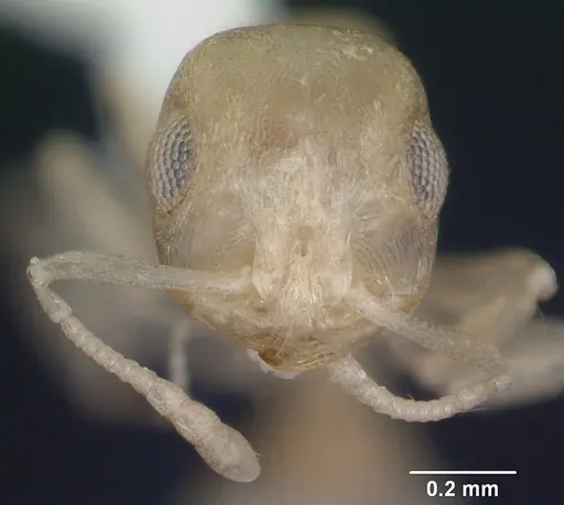 Temnothorax liebi specimen