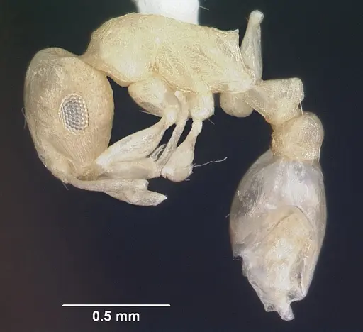 Temnothorax liebi specimen
