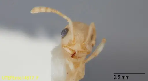 Temnothorax liebi - UTEPENTO14817