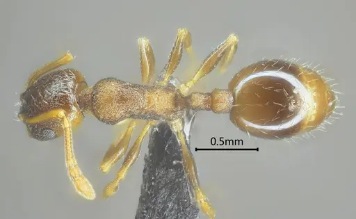 Temnothorax liviae specimen