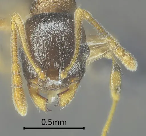 Temnothorax liviae specimen