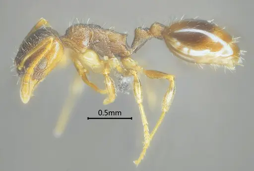 Temnothorax liviae specimen